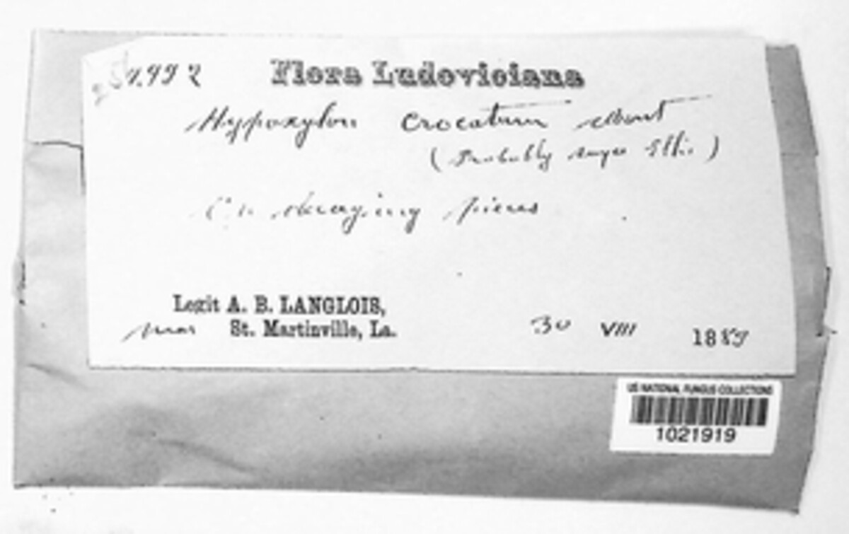 Hypoxylon crocopeplum image